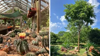 Es ist eine Kollage aus zwei Bildern zu sehen: links ist der Kaktus-Garten in Auroville zu sehen und rechts ein anderer Bereich der vielen Gärten in Auroville.