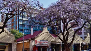 Hier ist die Stadt Pretoria zur berühmten Blütezeit der Jacaranda-Bäume zu sehen. ist. Die Bäume blühen lila.