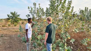 Jonas und sein Kollege suchen nach invasiven Pflanzenarten bei dem fsj im Bereich Natur- und Artenschutz in Tansania.