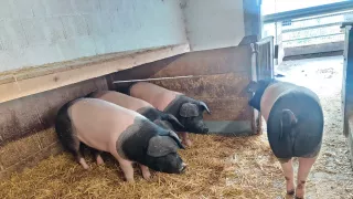 In einem Schweinestall sind links im Bild drei Schweine zu sehen, die nebeneinander stehen mit Blick in Richtung Stall. Sie haben schwarzgemusterte Hinterteile und Köpfe und sind sonst rosafarben.