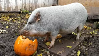 Das Schwein Ludwig frisst einen Kürbis
