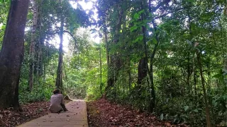 Hannah sitzt auf einem Weg mitten im Regenwald und hält Ausschau nach Tieren in den Baumkronen.