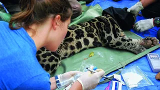 Während ihrem Freiwilligendienst legte Hannah den Grundstein für ihre berufliche Laufbahn als Wildtierärtzin. Hannah verarztet einen Sunda-Nebelparder.