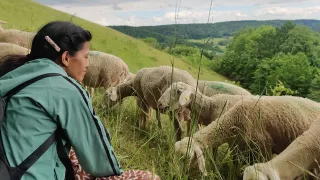 Die Süd-Nord Freiwillige Panma Yankit sitzt auf einer Wiese. Ihr rechtes Profil ist sichtbar. Sie sitzt vor einer Schafsherde. Im Hintergrund sind grüne Berge und Bäume sichtbar.
