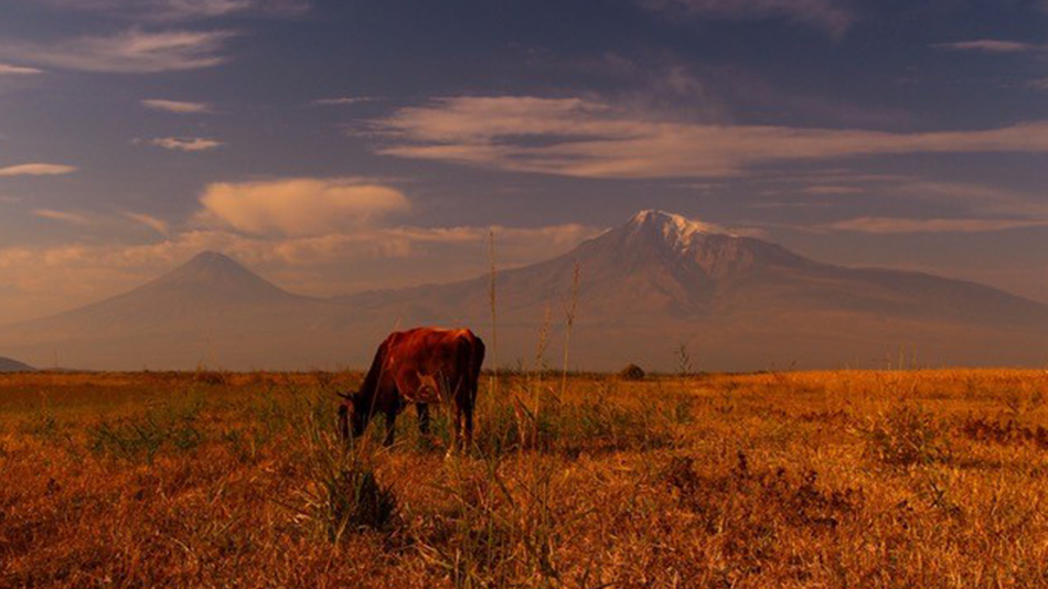 Im Hintergrund ist der Berg Ararat zu sehen, im Vordergrund eine weitläufige flache Landschaft, ein Rind grast auf der Wiese.